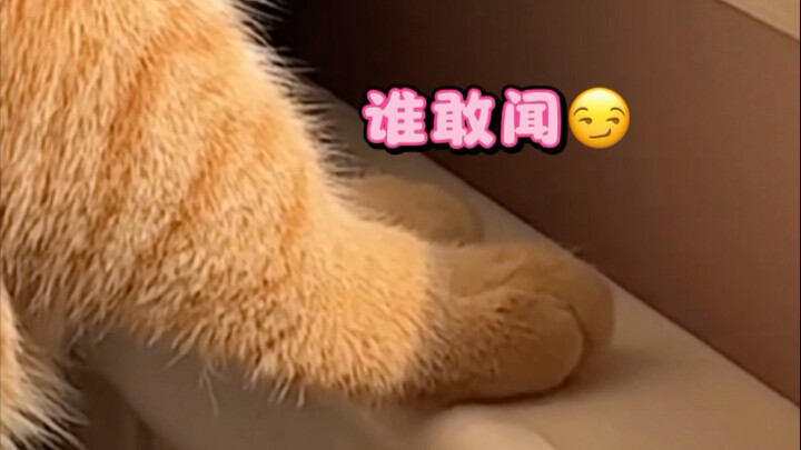 เมื่อเจ้าเหมียวตัวน้อยจากทางใต้พบว่าท่อน้ำร้อนนั้นอุ่น…