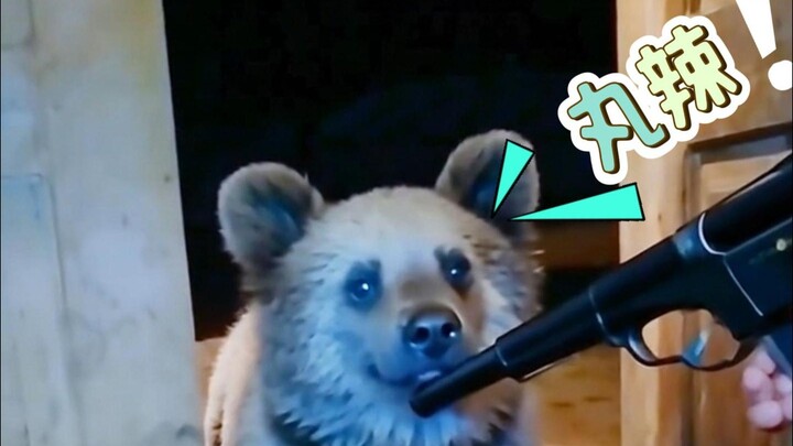Bear: Taking a cannon with you when you go out?