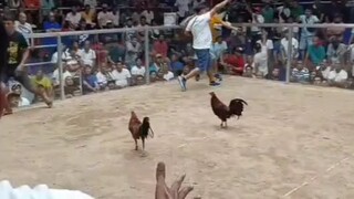 The Airwolf Sweater, a 1x WSC Winner and 2nd Time 5 Cock Sorsogon Big Event Derby