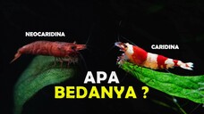 APA BEDANYA NEOCARIDINA DAN CARIDINA PADA UDANG HIAS