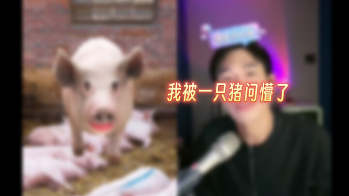 《我被一只猪问懵了》