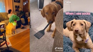 Funny Dogs of TikTok - Compilation #2