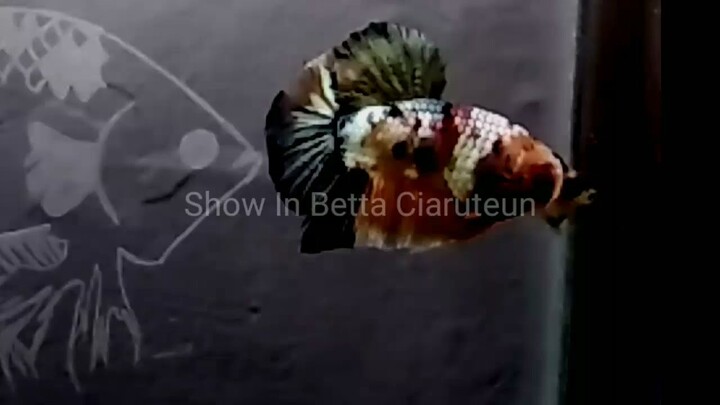 Show Beautifull Bettas Multicolor Copper