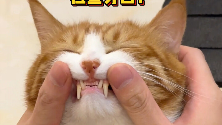 Selera buruk pemilik kucing