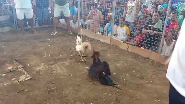 asil lemon at 7months old win vs cock patay din siya na leeg kasi
