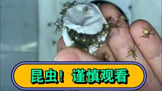 وُلِدوا من الرماد، أيها الصغار الجميلون