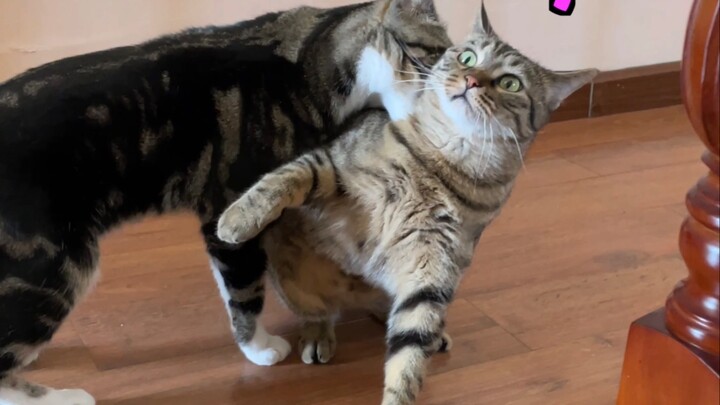 Hello, Big-Beard Girl—welcome to our world! [Pee-Pee Is a Cat]