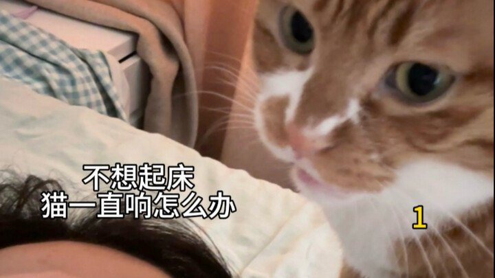 ทำยังไงดี แมวมันร้องตลอดเลย