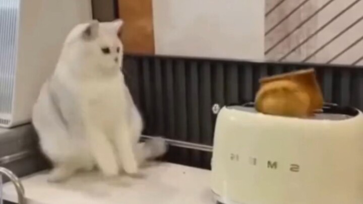 A Collection of Unlucky, Clumsy Kittens