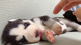 My god, do you know how cute a little Husky is when he just opened his eyes?