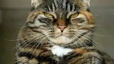 Kucing Dan Keluarganya