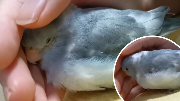 [Parrot] A Clingy Baby Who Likes to Sleep in My Hand