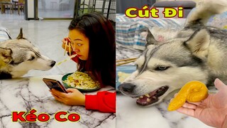 Thú Cưng TV | Ngáo Và Ngơ #51 | chó thông minh vui nhộn | Pets funny cute smart dog