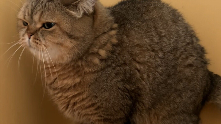 Although we only recorded a short clip of Brother Zhu going to the bathroom that day, this incident 