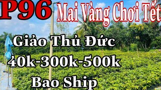 🔴 Hết Hàng 🔴  Mai vàng chơi tết p96 | Mai Giảo Thủ Đức giống + Chơi Tết 40k-300k-500k Bao Ship