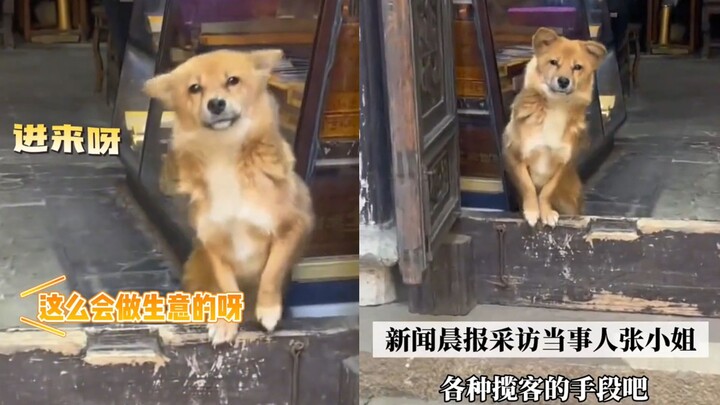 A dog that greets visitors has gone viral in Nanxun Ancient Town—just lock eyes, and it’ll enthusias