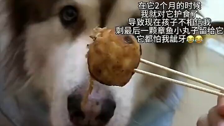 The first time I’ve ever seen a dog that’s afraid of people and guards its food—what a dog!