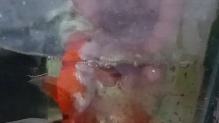 Hand-Feeding and Taming My Future Goldfish Breeders