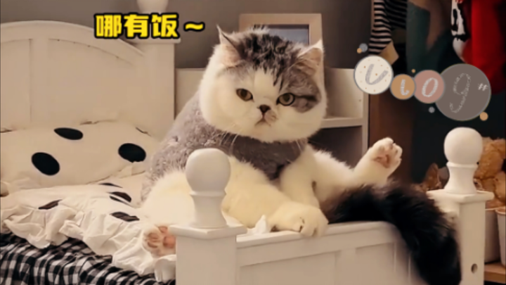 🐱 Detik berikutnya dari si kucing jauh melampaui imajinasimu 😜