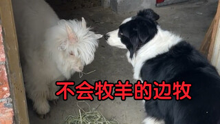 لو كنت أعلم أن الأمر سيؤول إلى هذا... لما اشتريت خروفًا لجاري صاحب الراعي الألماني!