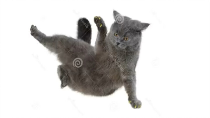 Cat Danser pt.4