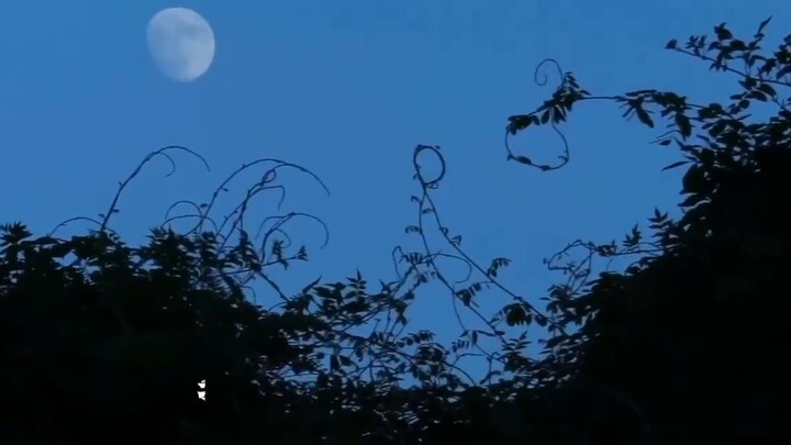 เมื่อฉันลงนามในจดหมายรัก มันก็เติบโตอย่างรวดเร็วเหมือนวัชพืช