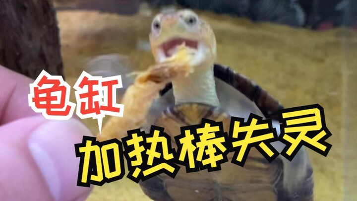 Nuôi cá, nuôi rùa nhất định phải thường xuyên kiểm tra thanh sưởi!