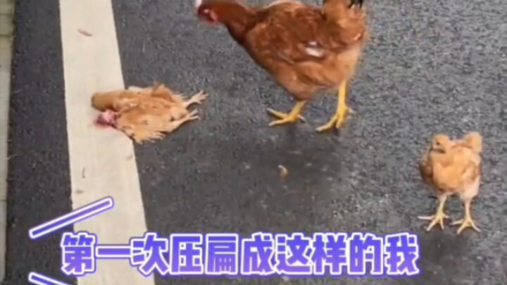 للمرة الأولى يُسحق هكذا يا أخي الدجاجة!