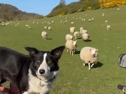 #BorderCollie #DogLife #SoThisIsHowBorderColliesHerdSheep!