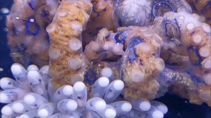 The Death of the Blue-Ringed Octopus