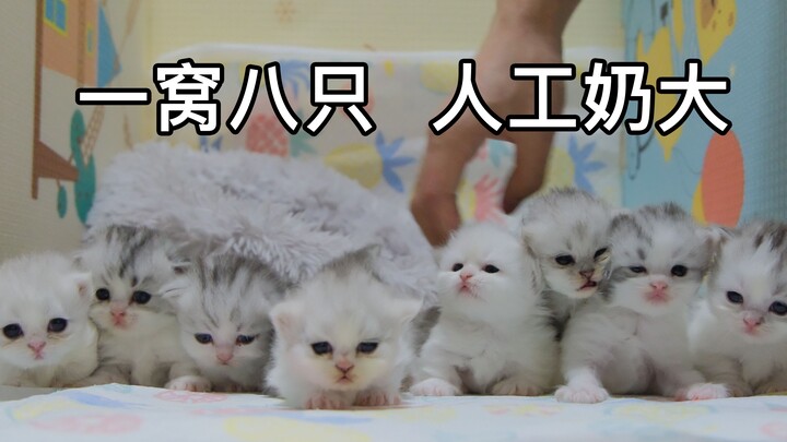 Cat mom had a litter of eight but struggled with labor. After half a month of hand-feeding with form