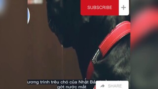 Game show trêu chó của Nhật