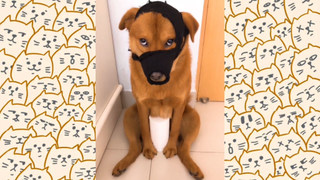 หมาตลก #ชาติที่เป็นมนุษย์ #555