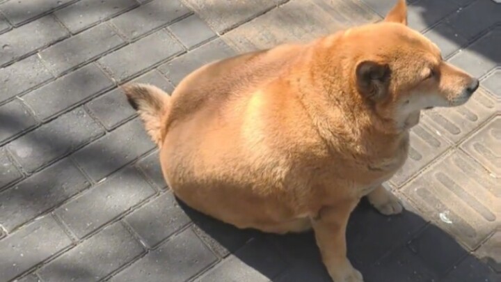 Đang bực bội lắm cho đến khi nhìn thấy chú chó mập này, hahaha!