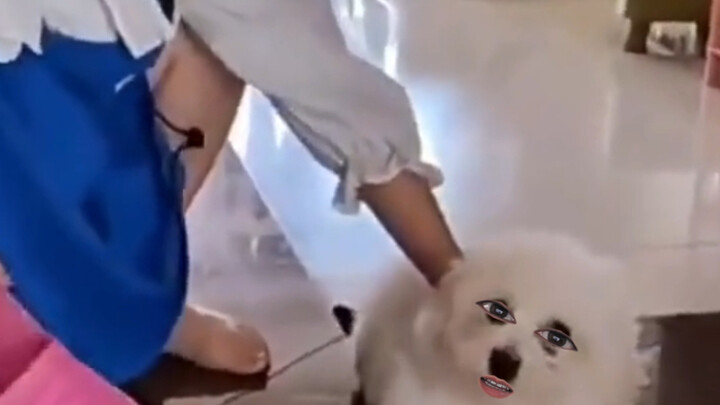 Dog: A hundred good deeds can’t outweigh a single mistake.