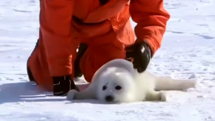Because he is too cute, the little seal will be severely beaten every time he meets the scientific e