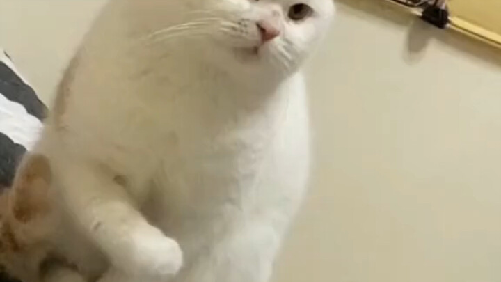 The cat tries cat-friendly ice cream for the first time—its expression is just too cute!