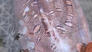 Apakah semua ikan laut begitu ganas?