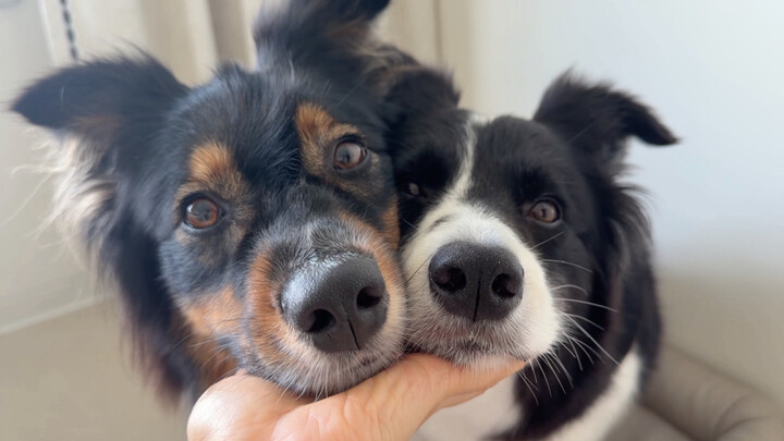 The User Manual for Puppy Noses~