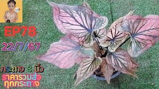 EP78 กระถาง 8 นิ้ว🌸 22 ก.ค. 67🌸 ไม้มีชื่อไม้โบราณ ไม้ด่าง ป้ายอัญญาบอนสีโทร./ไลน์0876115169