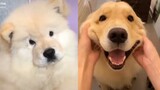 Chó Phóc Sóc Dễ Thương | Gâu Đần Dễ Thương | Tik Tok Funny And Cute Pomeranian & Golden Retriever