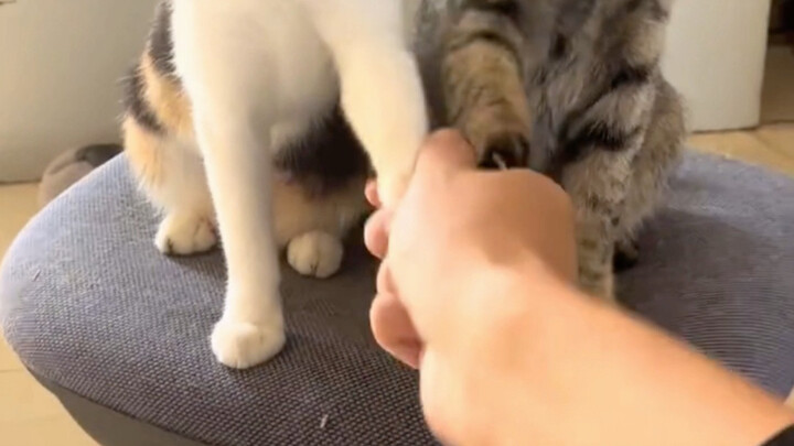 握握手，好朋猫