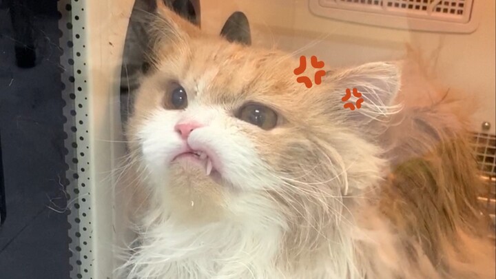 You’re so mad! I just took you for a bath, that’s all.