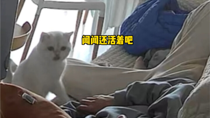 When I got home from my trip and was dozing off while adjusting to the time difference, my cat…