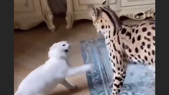 كيمي الصغير ضد كيمي المتوسط