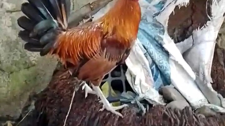1x win Tubaon white ear 🐓