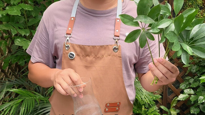 If you love gardening but don’t have much time, try growing a single leaf plant!