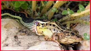 Snake Swallowed Frog Backward.