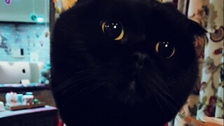 Qiansuisui, can you meow normally?