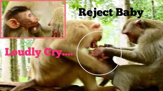 Cry..Loudly..Cry... Baby Monkey Rex​ Terrified​ Rejected Milk​ By Mom Rose,Baby Monkey Angry Her Mom